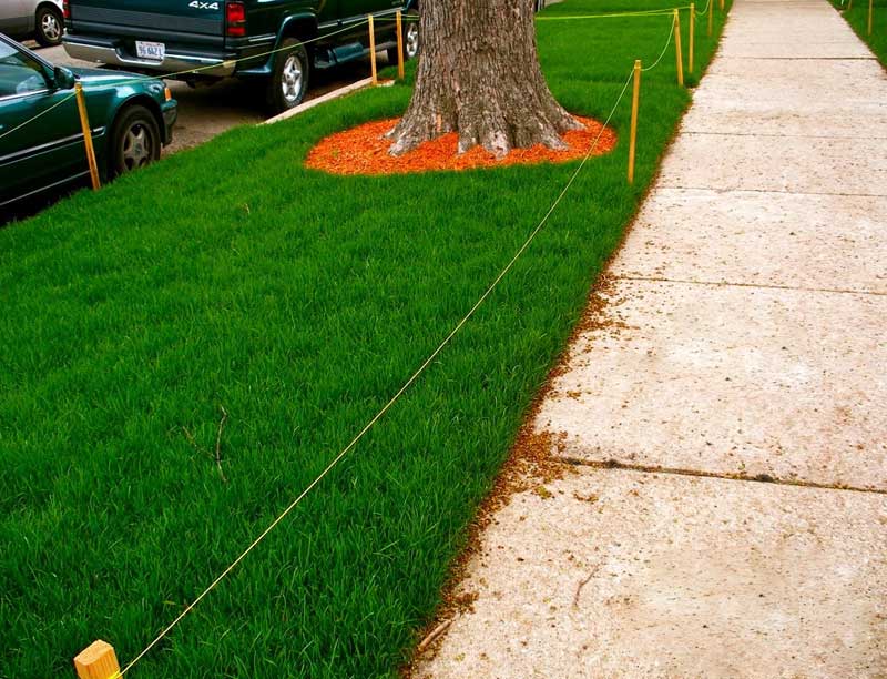 Grass Mowing Chicago