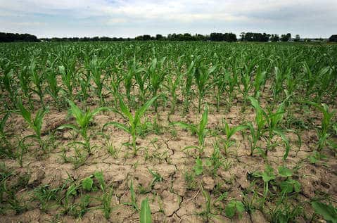 Cracks in the soil display lack of moisture in a corn field along Plank Road in Burlington Wednesday afternoon. The long term forecast indicates ongoing drought or near-drought conditions throughout the summer. June 13, 2012 | Michael Smart~Sun-Times Media 