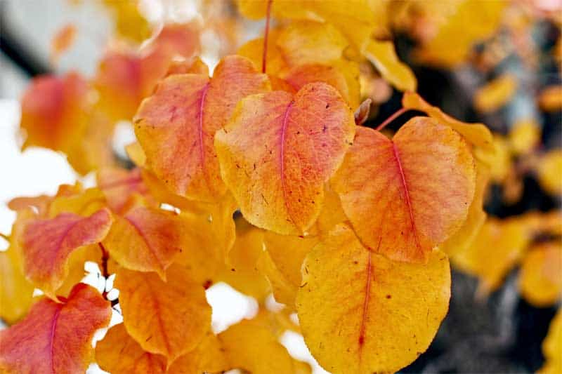 Planting in the fall season
